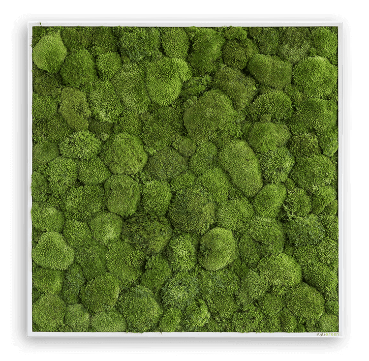 Mechový obraz z kopečkového mechu 80x80